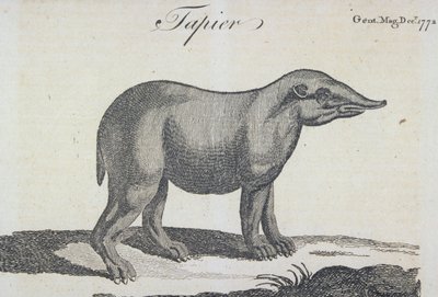 Tapir, from 